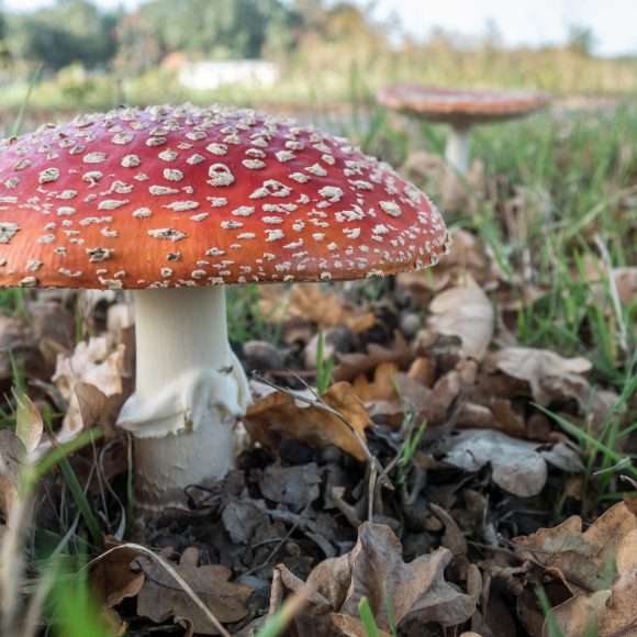 Herfst: KinderKompaskaart van oktober